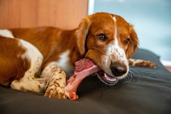 Zink für Hunde HundeKausnacks Magazin