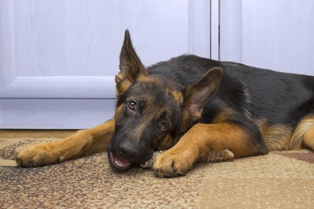 Strossen für Hunde