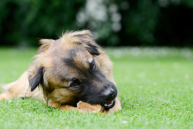 Welpe knabbert auf Strossen für Hunde