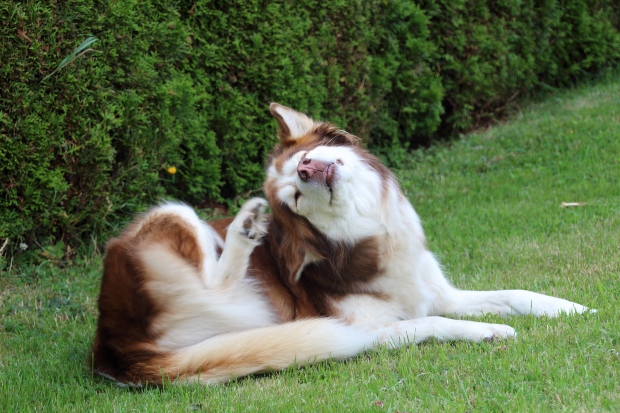 Hund kratzt sich am Ohr