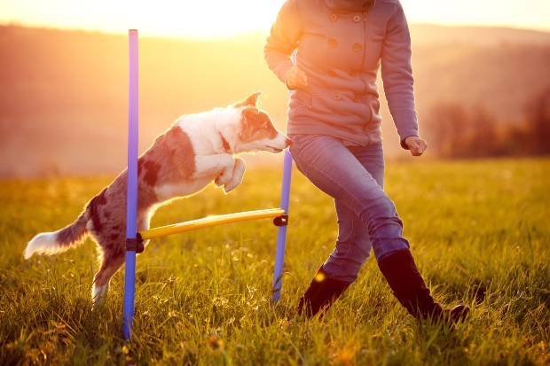 Hund springt über Hindernis, wird von Frauchen angeleitet