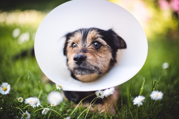 Hund mit Halskrause - Hundefutter für kastrierte Hunde aussuchen