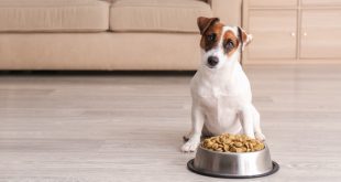 Hund mit Frssnapf - Welches Hundefutter für kastrierte Hunde?