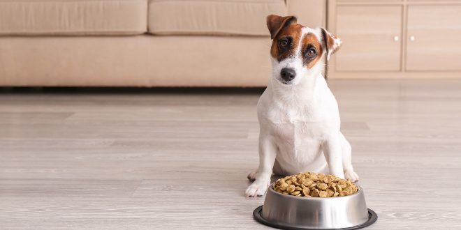 Hund mit Frssnapf - Welches Hundefutter für kastrierte Hunde?