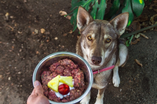 Hund bekommt Napf mit Nassfutter gereicht