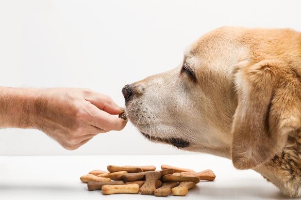 Welches Hundefutter fr kastrierte Hunde?
