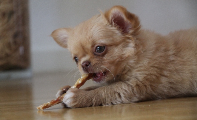 Hund knabbert auf Kausnack- Strossen für Hunde