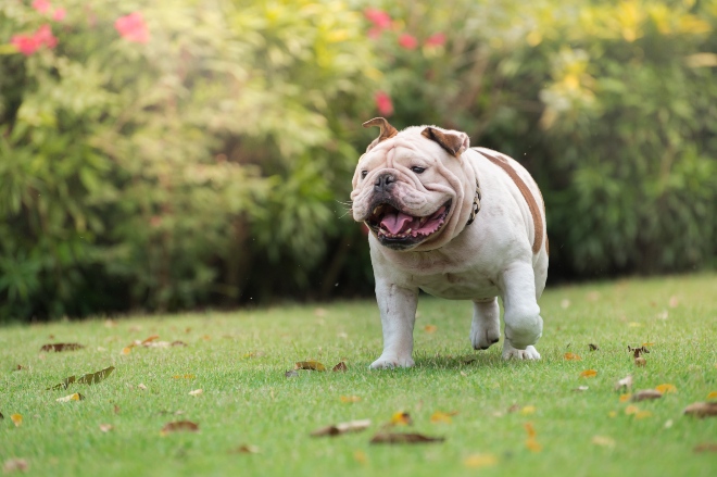 So kann der Hund abnehmen