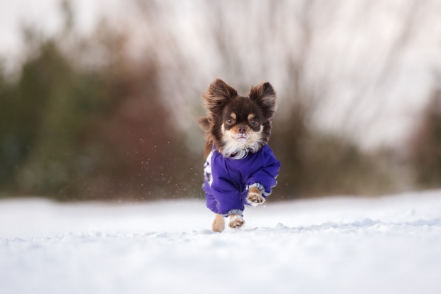 Chihuahua läuft mit Weste durch den Schnee