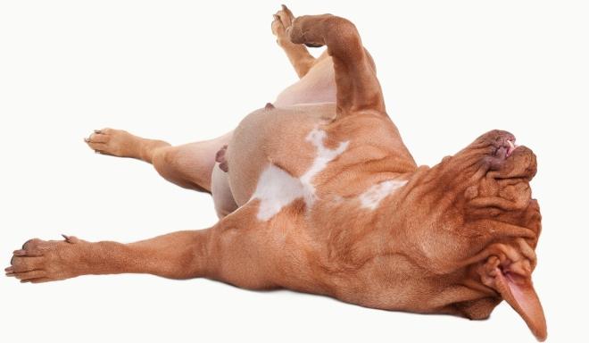 Magendrehung beim Hund HundeKausnacks Magazin