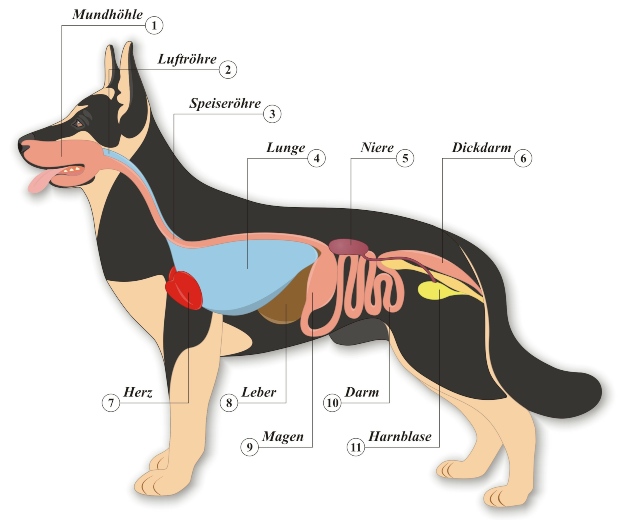 Darstellung der Anatomie eines Hundes