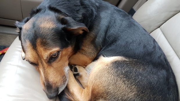 Hund liegt hinten im Auto