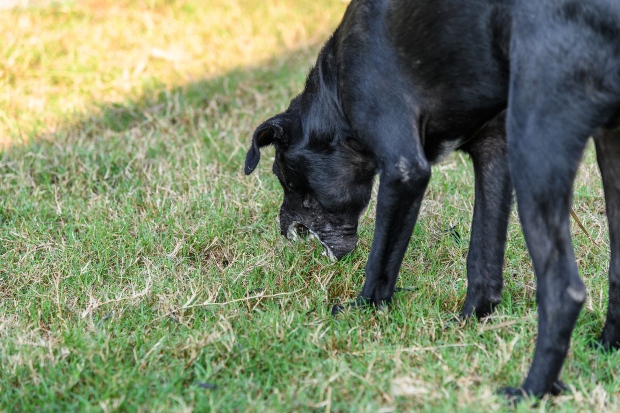 Hund erbricht sich