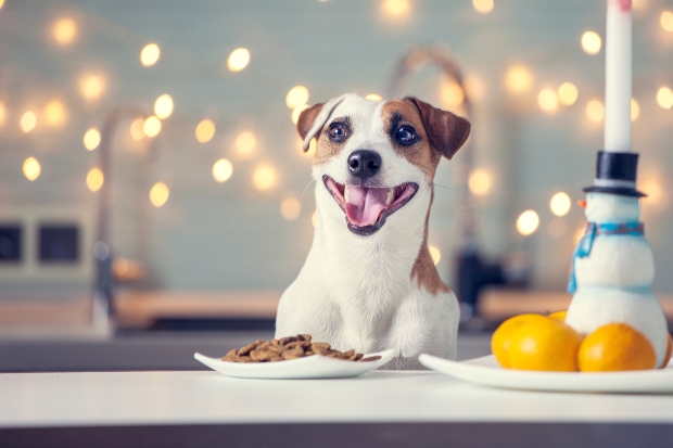 Hund zu Weihnachten freut sich auf sein Futter