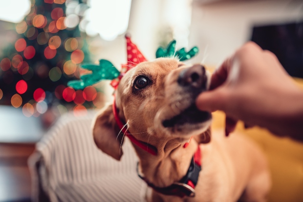 Hund mit Weihnachtshütchen bekommt Snack - Frohe Hundeweihnachten