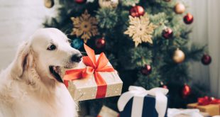 Hund mit Weihnachtsgeschenk im Maul - Frohe Hundeweihnachten