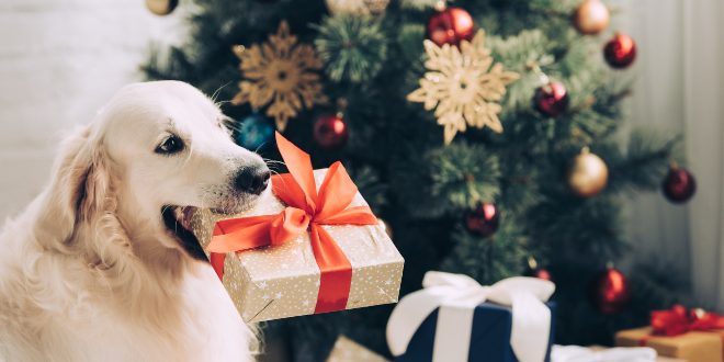 Hund mit Weihnachtsgeschenk im Maul - Frohe Hundeweihnachten