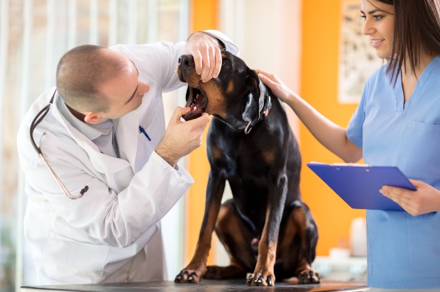 Zähne vom Hund werden von einem Tierarzt begutachtet
