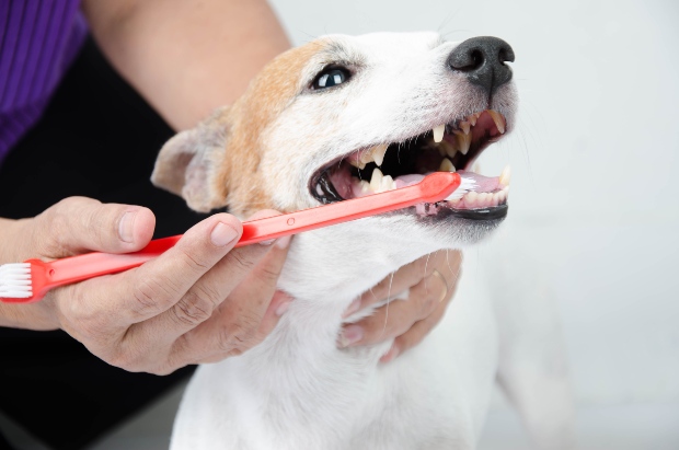 Hund bekommt seine Zähne geputzt