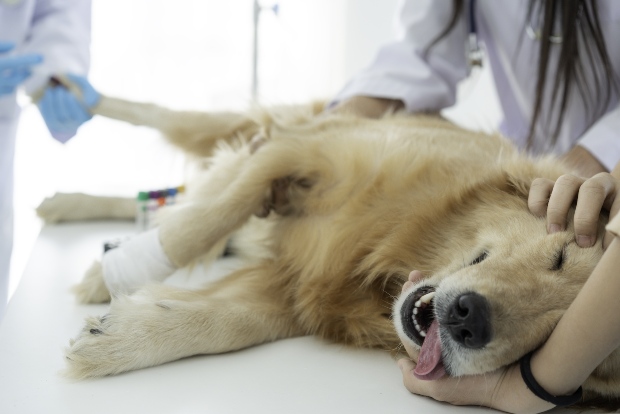 Hund liegt auf Tisch beim Tierarzt