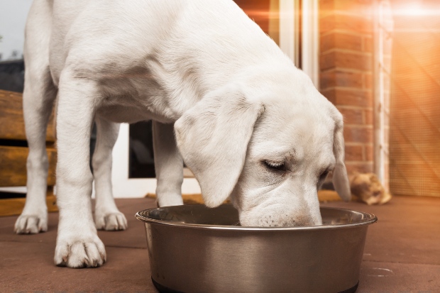 Junger Hund frisst aus Napf