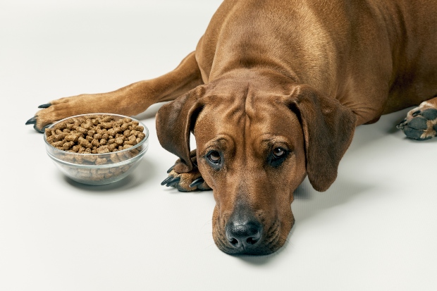 Hund sitzt lustlos neben einer Schale mit Leckerlis