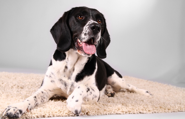 Hund sitzt auf Matte und hechelt