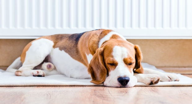 Hund liegt auf Matte an der Heizung - Magendrehung beim Hund tritt eher in Ruhestellung auf