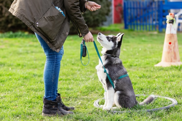 Hund wird auf Hundetrainingsplatz geschult - Grundlegende Hundeerziehungsmethoden