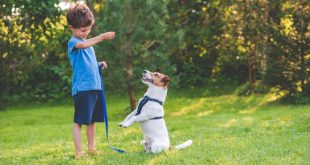 Junge trainiert mit Hund - Grundlegende Hundeerziehungsmethoden