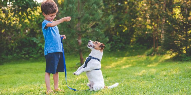 Junge trainiert mit Hund - Grundlegende Hundeerziehungsmethoden