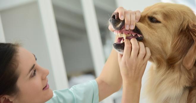 Zahnprobleme beim Hund