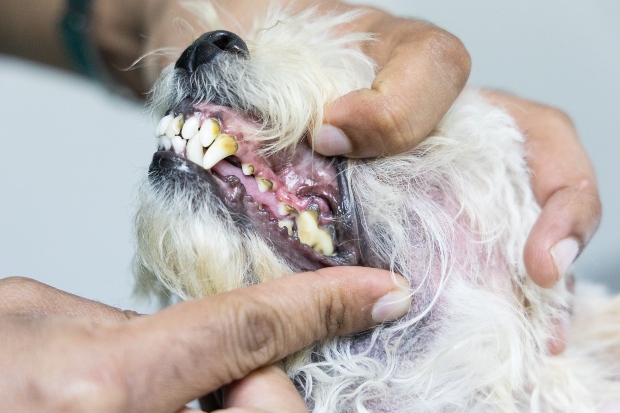 Älterer Hund mit schlechten Zähnen