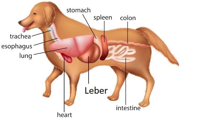 Anatomie eines Hundes