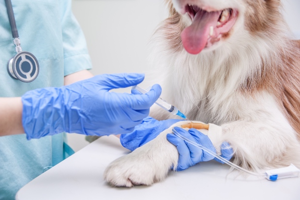 Hund bekommt Infusion beim Tierarzt - Lebererkrankung bei Hunden ist ernstzunehmen