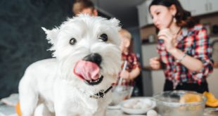 Geschmacksverstärker im Hundefutter sollten vermieden werden