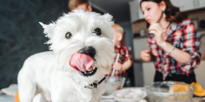 Geschmacksverstärker im Hundefutter sollten vermieden werden