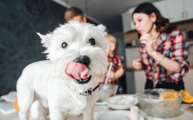 Geschmacksverstärker im Hundefutter sollten vermieden werden