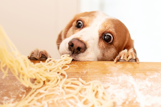 Hund frisst selbstgemachte Nudeln - Unverträglichkeit bei Hunden durch Gluten