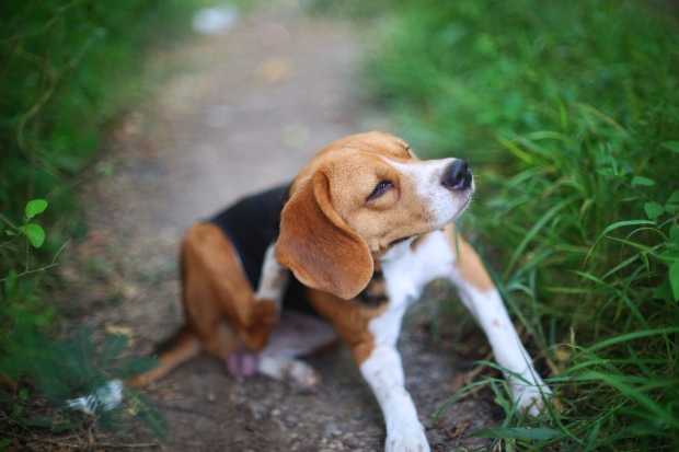 Junger Hund kratzt sich am Ohr - Allergie oder Unverträglichkeit bei Hunden