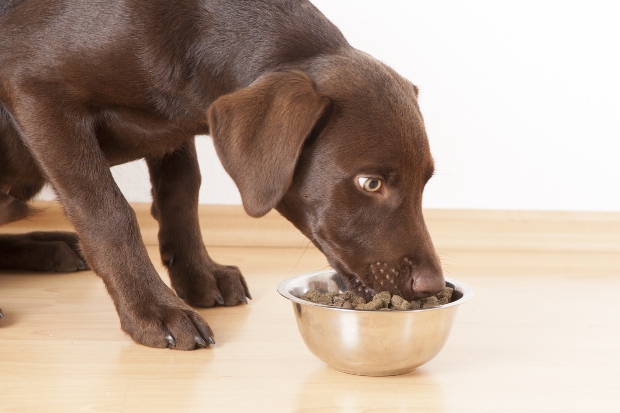 Hund frisst aus Napf