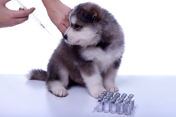 Hund wird geimpft - Lebererkrankung bei Hunden vermeiden 