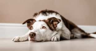 Trauriger Hund - Lebererkrankung bei Hunden