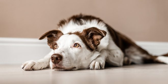 Trauriger Hund - Lebererkrankung bei Hunden