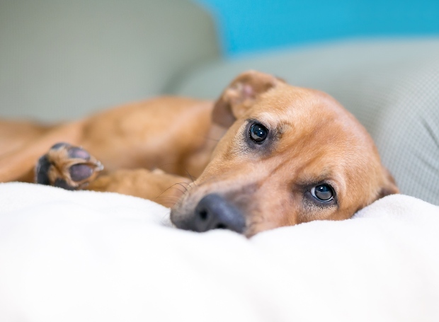 Hund liegt traurig im Bett - Lebererkrankung bei Hunden