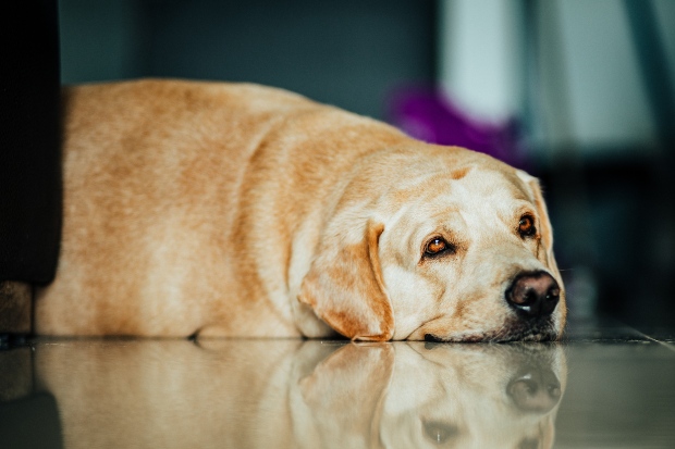 Übergewichtiger Hund liegt auf dem Fußboden