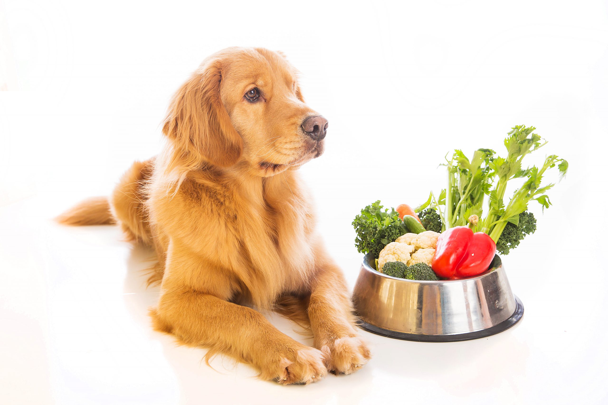 Purinarme Ernährung für Hunde HundeKausnacks Magazin