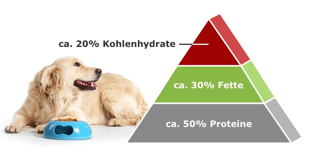 Wie sieht die ideale Ernährungspyramide für Hunde aus?