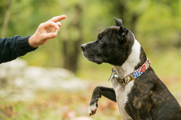 Hund kriegt Leckerli