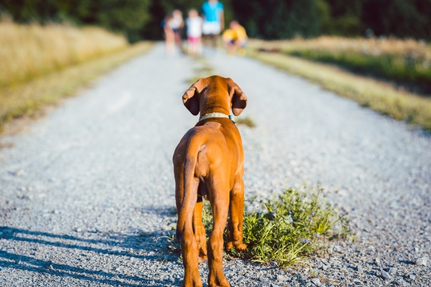 Hund blickt auf eine Familie in der Ferne